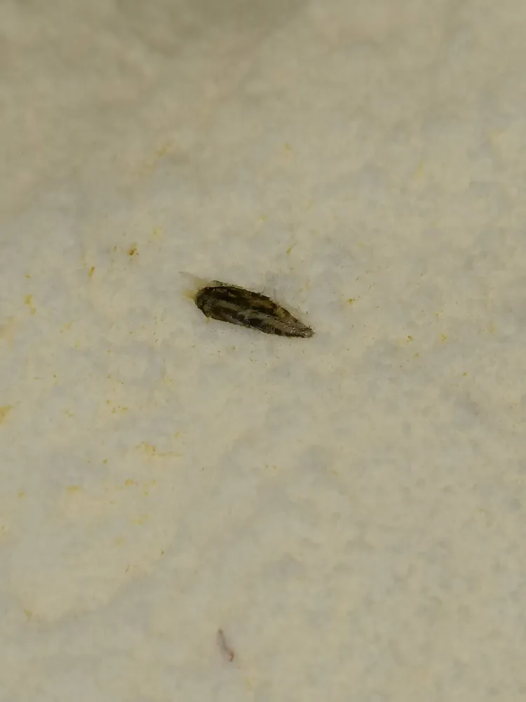 奶粉內驚見一隻黑色的蟲。翻攝臉書社團《Costco好市多 商品經驗老實說》