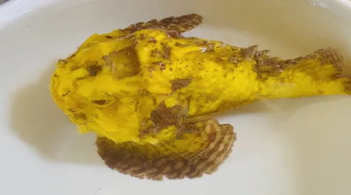 撈到極罕見黃金石頭魚　出價四位數他就轉手賣出