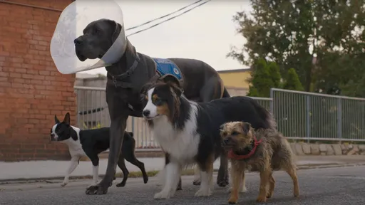 喜劇天王威爾法洛化聲流浪狗教訓渾球飼主 揪金獎影帝組復仇狗聯盟