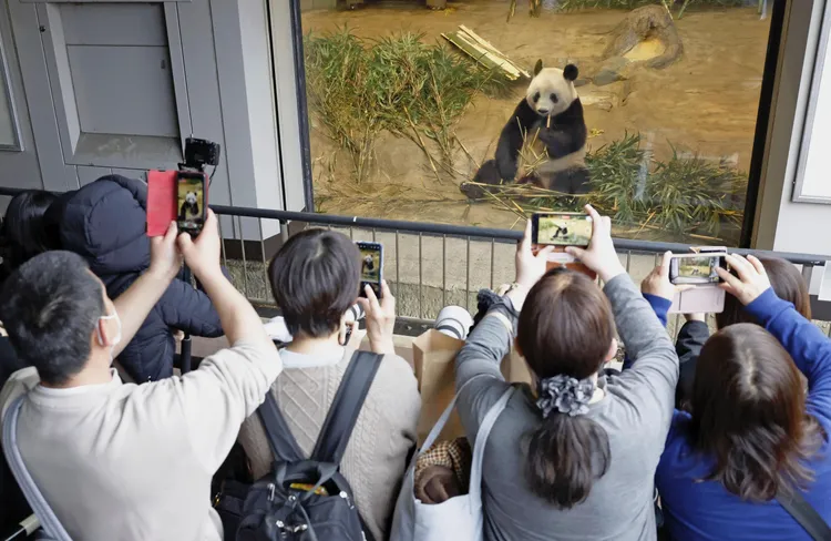 遊客爭先恐後拍攝「香香」可愛姿態。美聯社