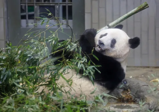 上野動物園貓熊香香將回中國 日本民眾流淚送別