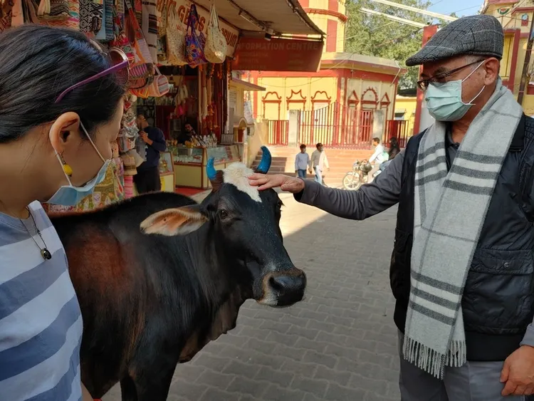 印度人愛牛，常在街頭餵牛及摸牛，印度德里台灣商會會長陳寶東（右）也入境隨俗。中央社