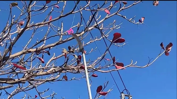 警方今持工具移除纏繞在旗津風車公園旁路樹上的風箏線。讀者提供