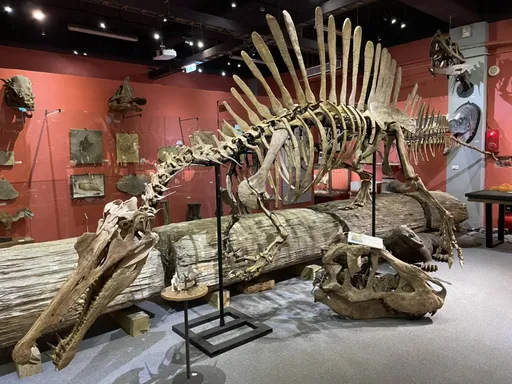 石尚探索屋倒了!沉痛宣布228結束營業 律師揭背後關鍵原因