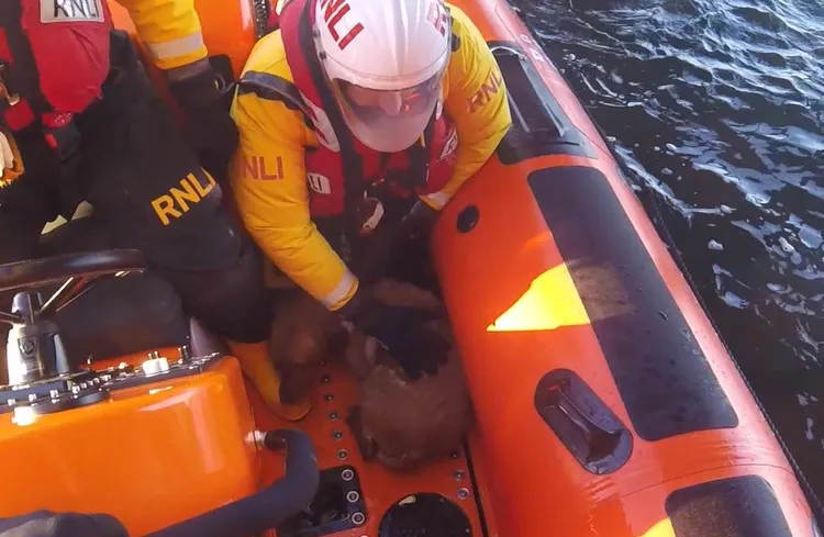 「凱莉」被救到救生艇上，危機解除。擷取RNLI影片
