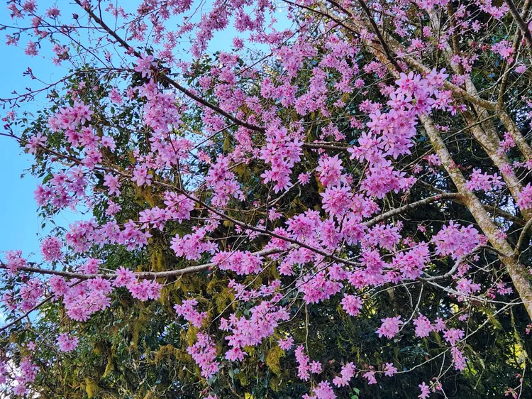 阿龜櫻已盛開。公路總局提供