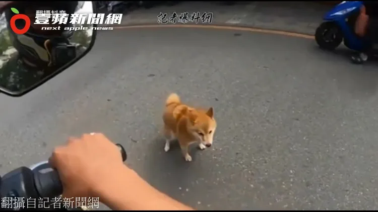 小柴犬竟然在馬路中央大便，擋住所有人車，讓眾人哭笑不得。翻攝自臉書「記者新聞網」