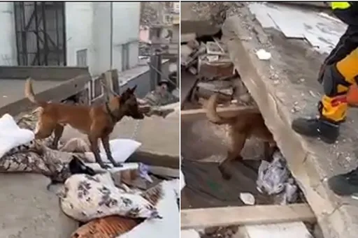 台灣英雄即刻救援土耳其　「這邊有反應」搜救犬吠叫燃起全隊希望