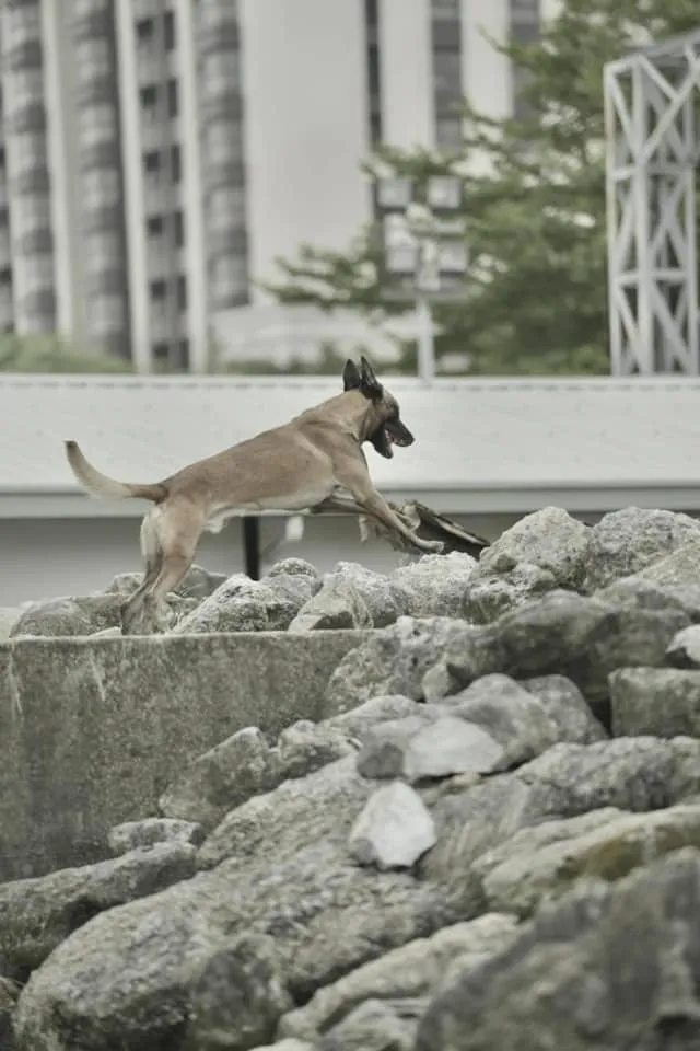 第一梯抵達的搜救犬Sato。取自Tyfd-K9桃園搜救犬隊