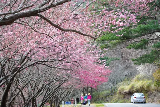 武陵櫻花季下周開跑!6條賞櫻專車一次看 2/7-2/28每天都有票