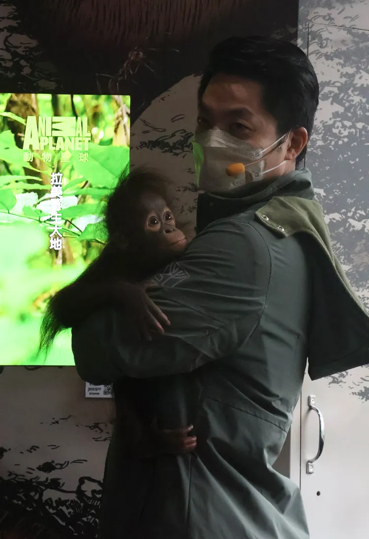 蔣萬安化身動保員照顧紅毛猩猩寶寶。彭欣偉攝