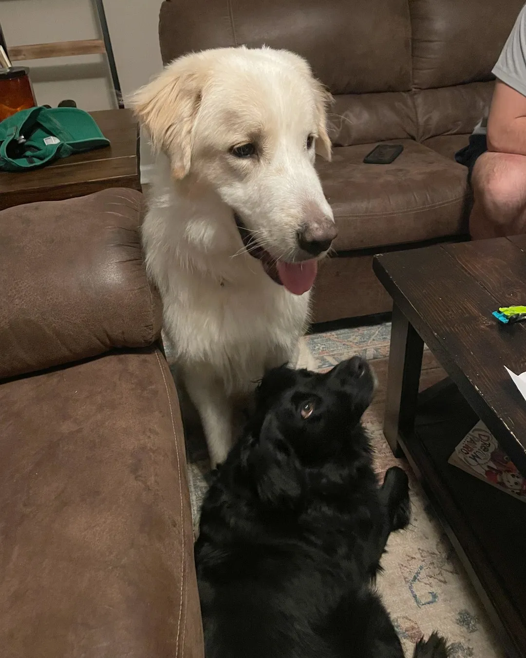 雷诺跟家中原有的狗「比利」也处得来。图／韦克郡防止虐待动物协会SPCA of Wake County提供