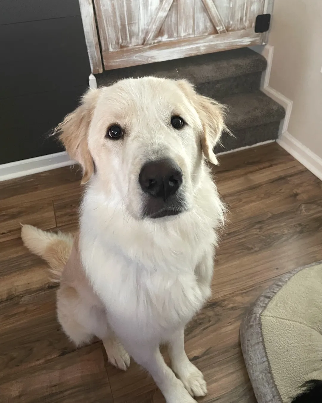 雷诺终于打破「一系列厄运」。图／韦克郡防止虐待动物协会SPCA of Wake County提供