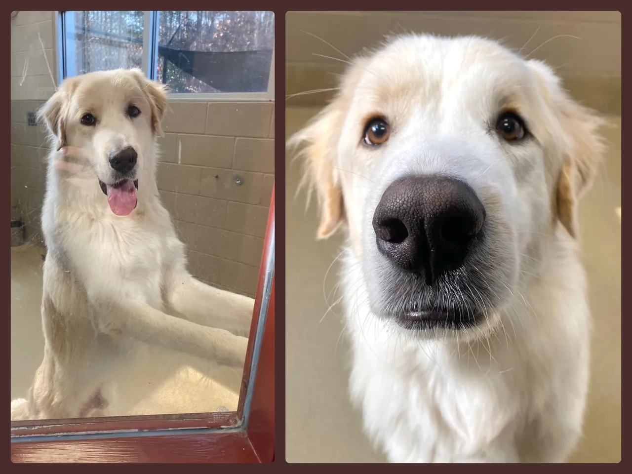 雷诺在「防止虐待动物协会」等待认养时，不断遭到拒绝。图／韦克郡防止虐待动物协会SPCA of Wake County提供