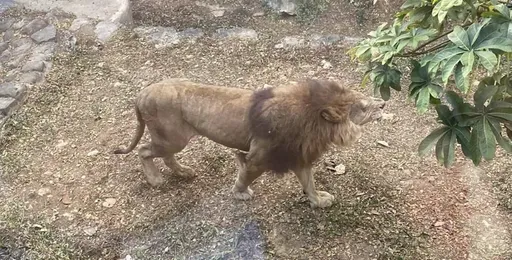 美女議員爆2億善款僅百萬用動物身上 高市府解釋了