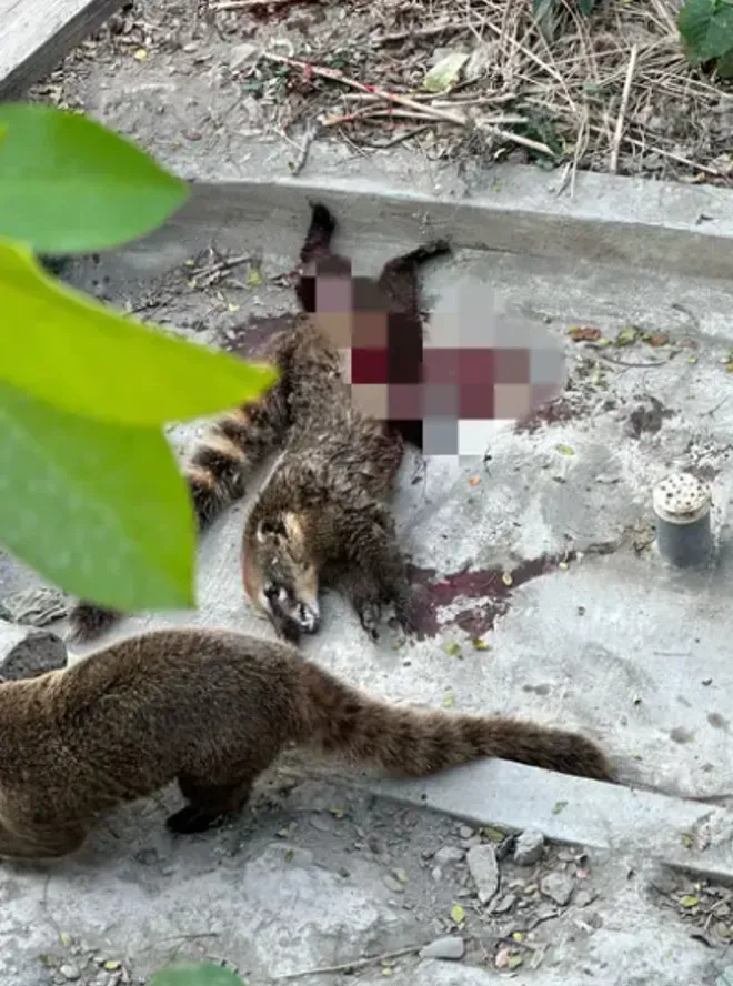 壽山動物園這個月初才傳出有長鼻浣熊遭同伴咬死、臟器外露。翻攝Dcard