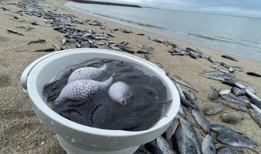 民眾憂大災來襲?沙丁魚集體死亡後 日本又現河豚屍布滿沙灘