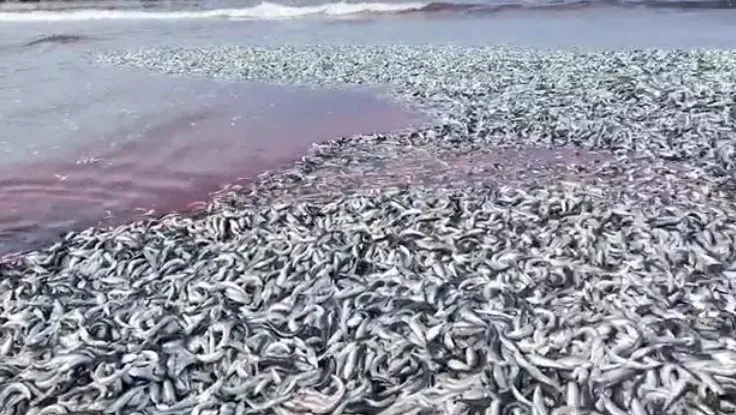 日本新潟縣數以萬計的沙丁魚被沖上沙灘。翻攝twitter/日テレNEWS