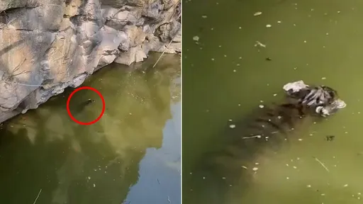 小老虎被遊客嚇到「溺斃動物園水池」 園方20天後才撈屍