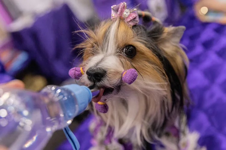 比福㹴是AKC於2021年確認的新品種。路透社