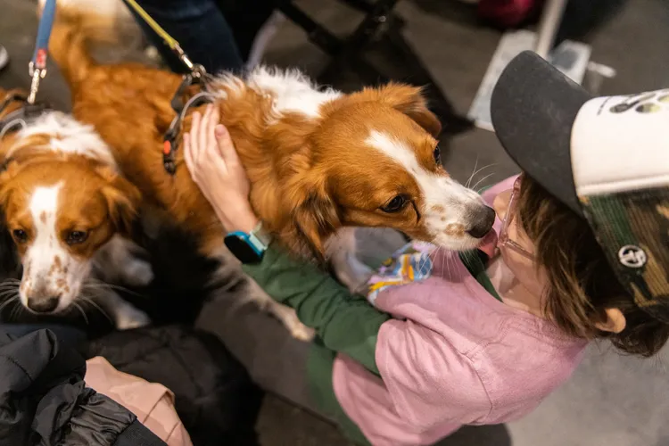 科克爾犬「艾雪」熱情地舔陌生人。路透社