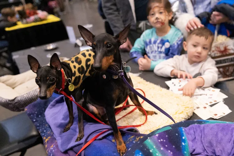 曼徹斯特㹴「索勒」、「托伯」。路透社