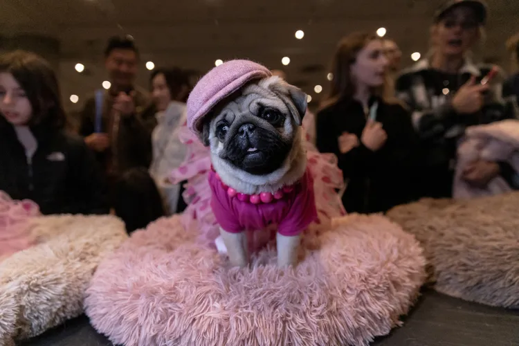 巴哥「派蒂」。路透社