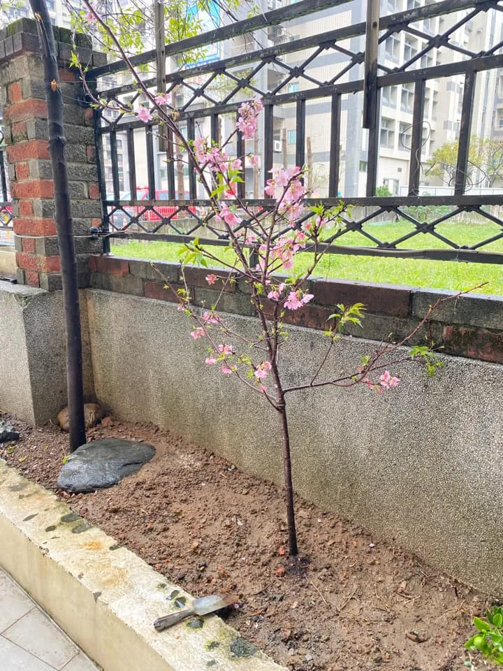 圖為原PO於1/26在花市買的香水櫻，他認為在好市多買的櫻花樹也很有機會能種植成功。翻攝「Costco好市多 商品經驗老實說」臉書