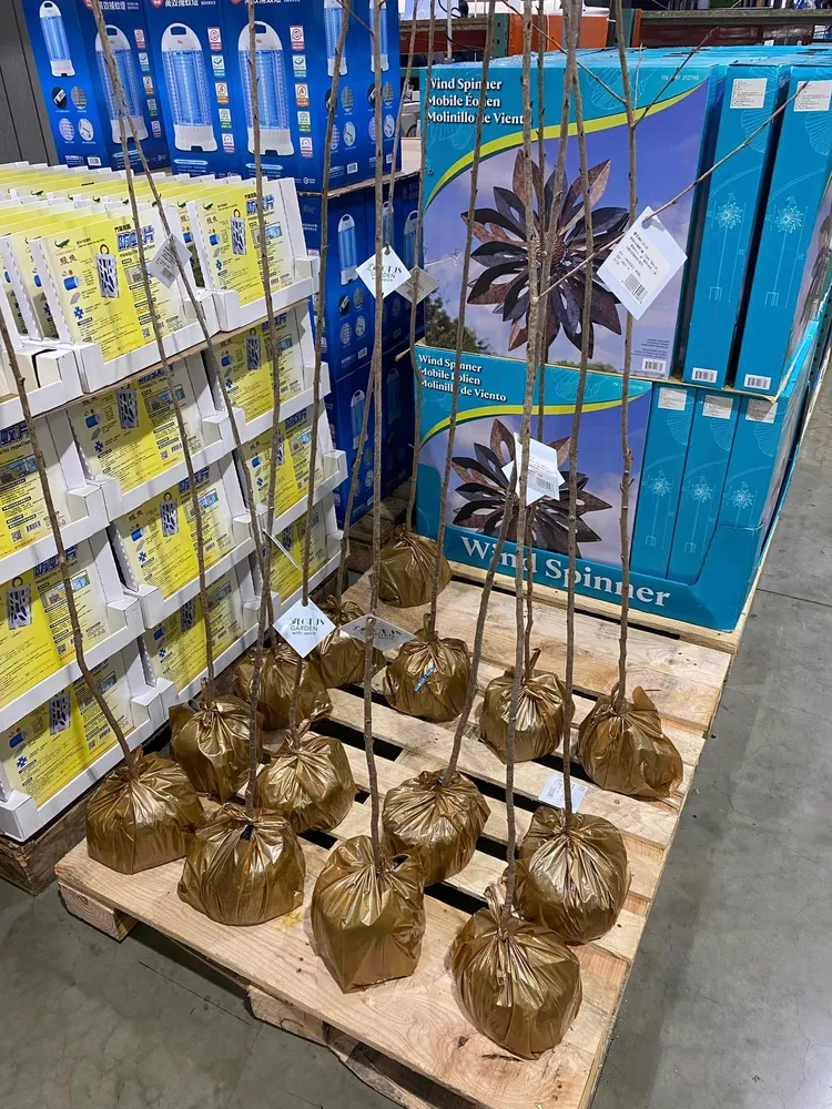 好市多竟有賣「櫻花樹」。翻攝「Costco好市多 商品經驗老實說」臉書