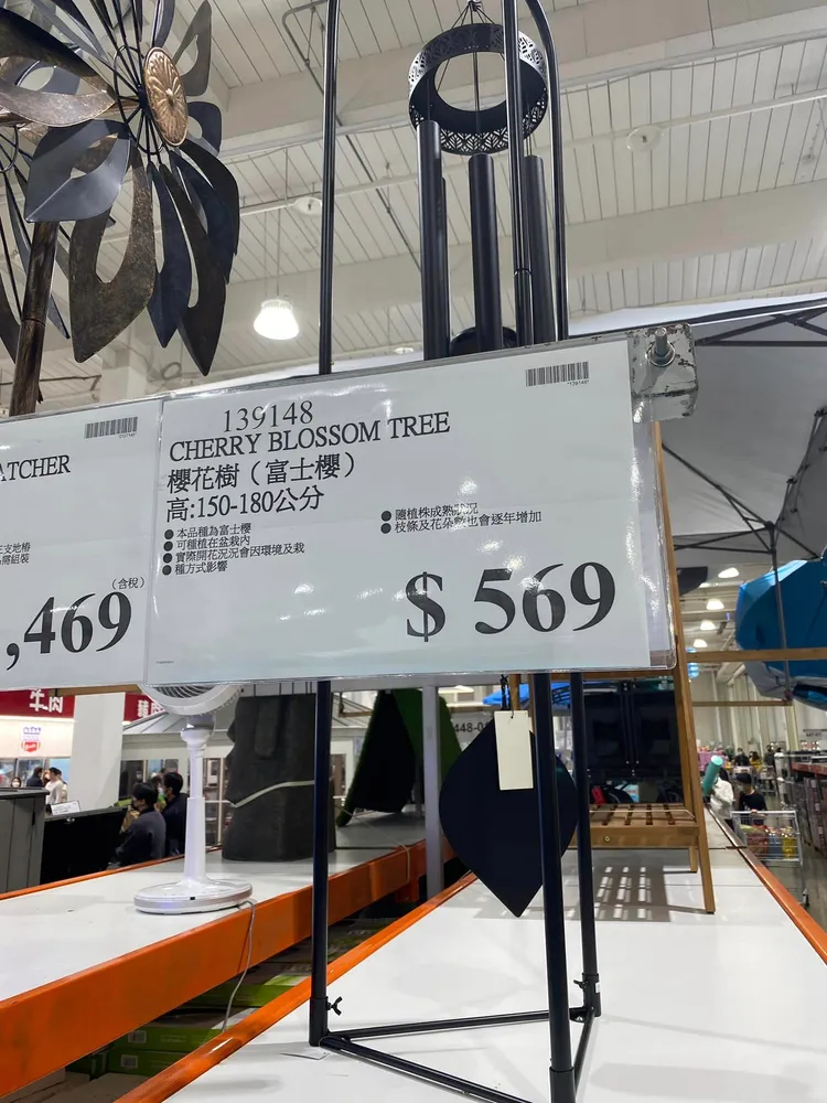 櫻花樹售價為569元。翻攝「Costco好市多 商品經驗老實說」臉書
