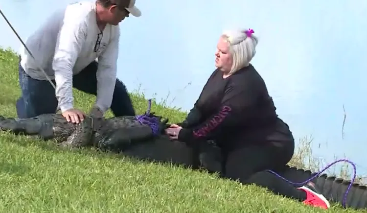 巨鱷仍企圖掙扎，所幸見義勇為的強壯女子，一屁股坐垮了巨鱷，警消趕緊制服巨鱷。翻攝twitter/ABCNews