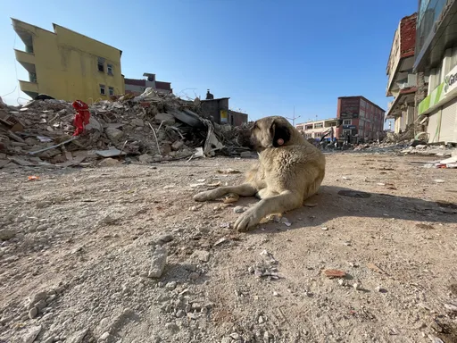 鼻酸！土耳其狗狗震後6天獲救　「抓住主人的遺體不放」