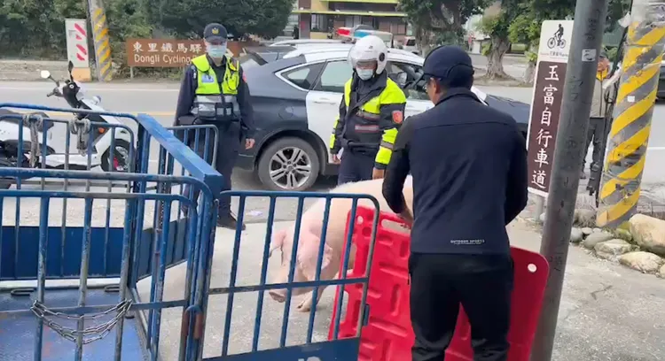 警方將掉下的豬趕回貨車上。翻攝畫面