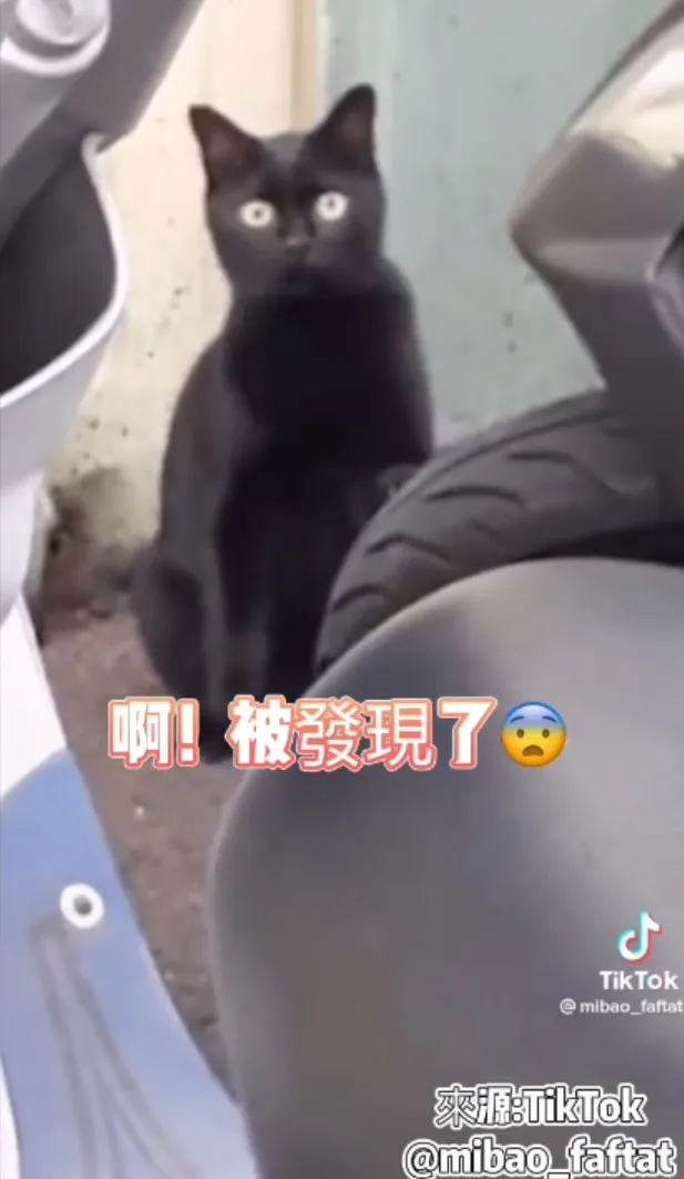 偶只是抓輪胎沒有刺破輪胎，偶沒錢別叫偶賠錢！TikTok@mibao_faftat 提供