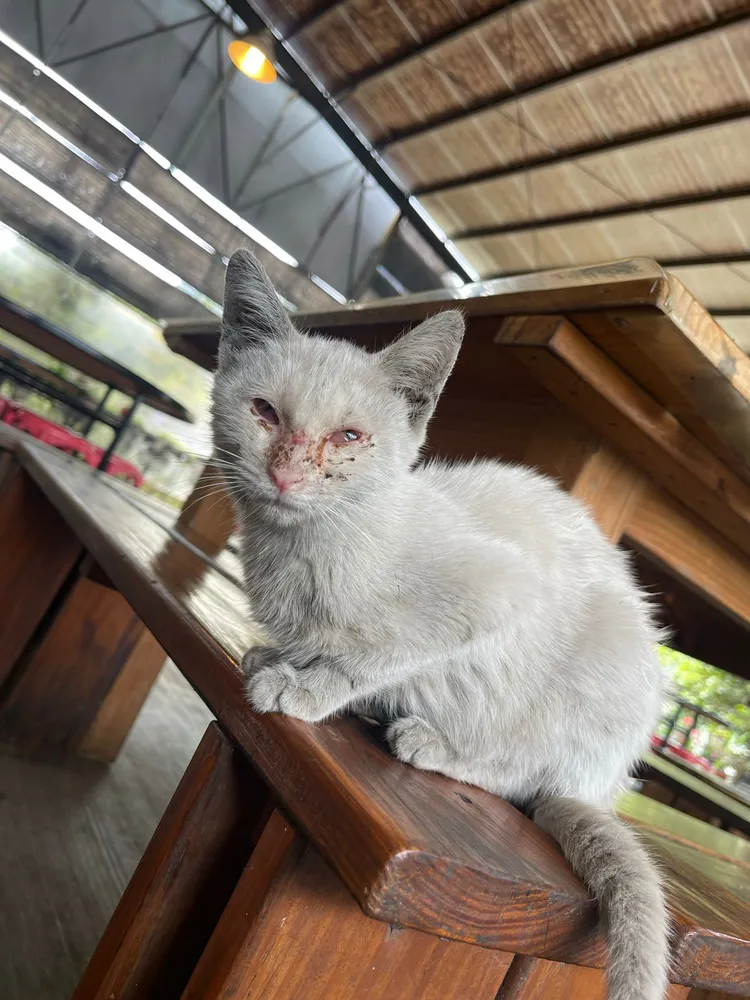 浪貓模樣。周子娛樂提供