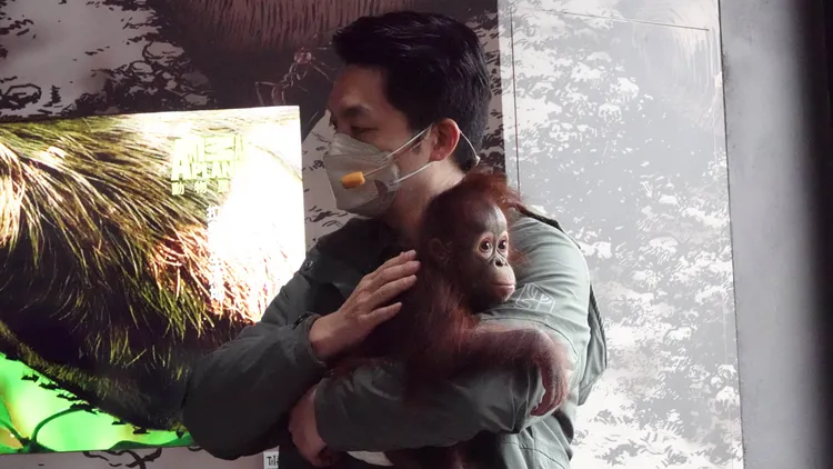 蔣萬安今化身保育員，和紅毛猩猩喜相逢。彭欣偉攝