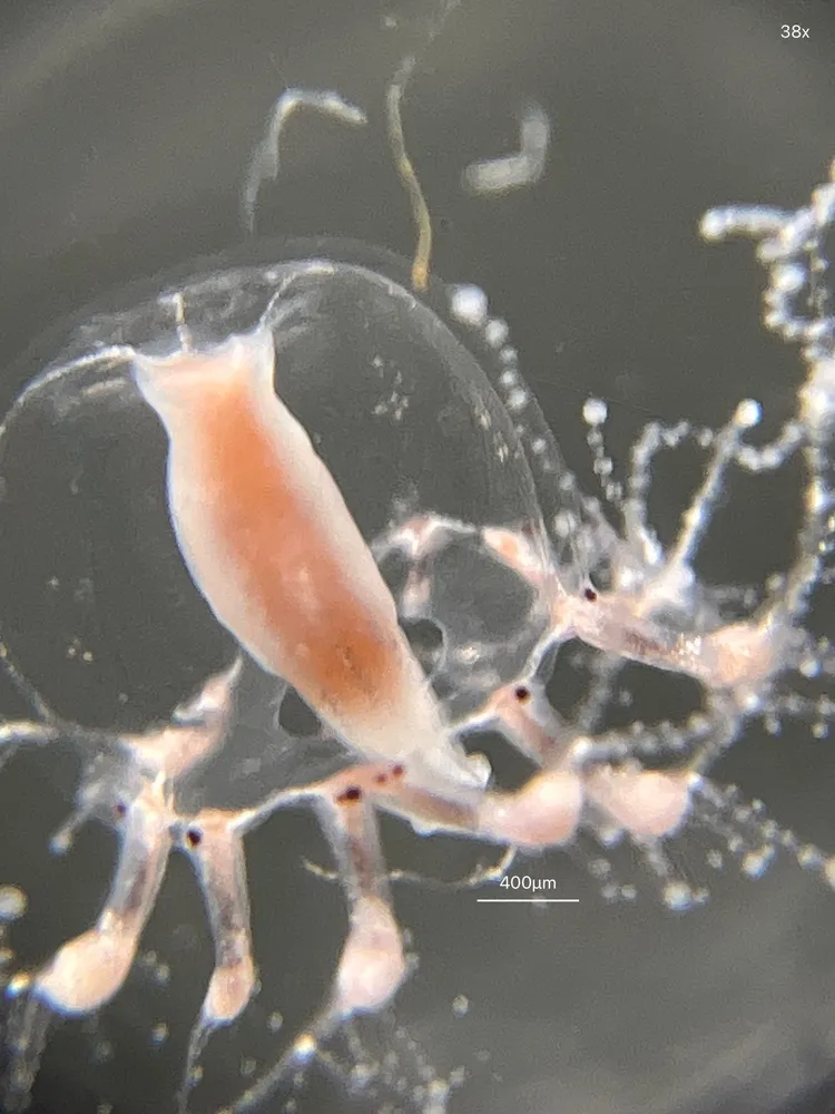 枝足水母。海生館提供