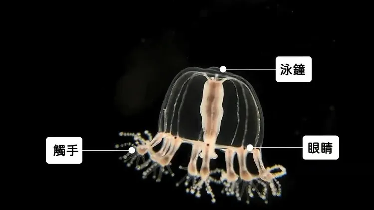 枝足水母構造。海生館提供