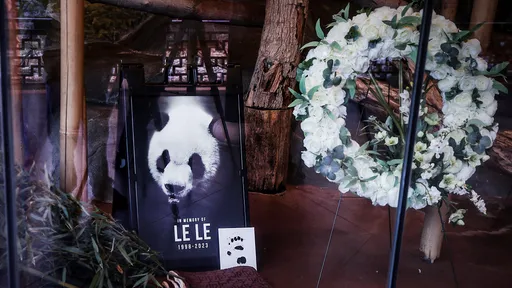 在美大貓熊樂樂死亡 中國相關部門表關切