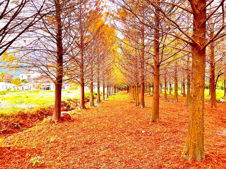 秧悦美地度假酒店落羽松秘境，適合慢旅行。業者提供