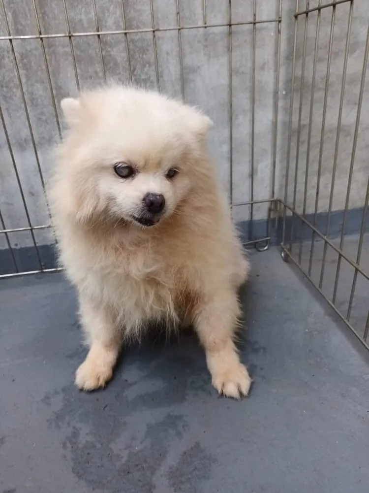 經家畜所悉心照料，漸漸恢復氣色。家畜所提供