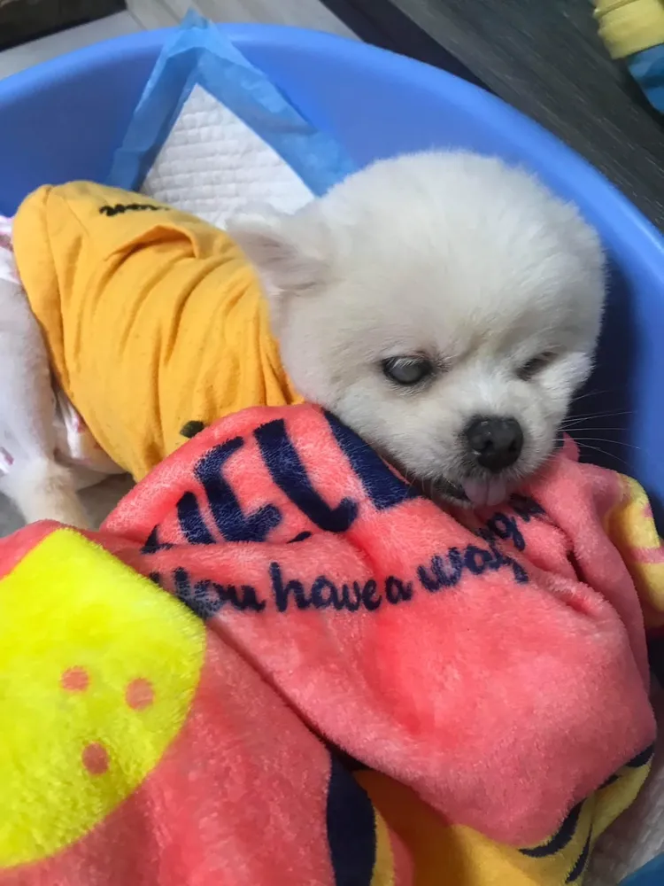 博美犬原本營養不良相當瘦弱。家畜所提供