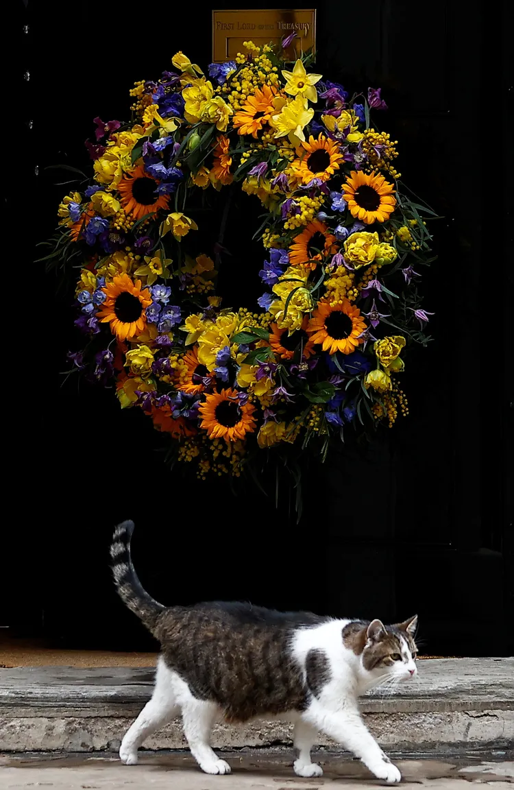 賴瑞在向日葵花圈前閒晃。路透