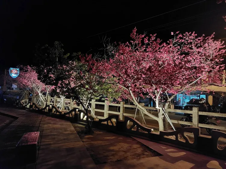 泰安派出所警員特別在每株櫻花樹底下裝設LED燈，並於夜間開燈投射，提供不同賞櫻感受。大甲分局提供
