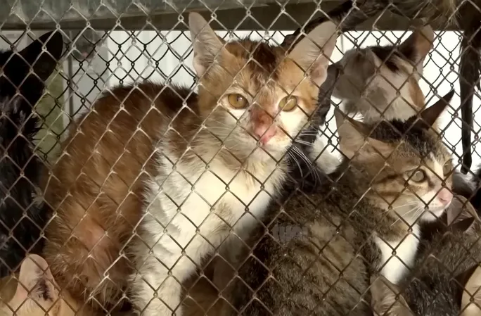 越南媒體指，貓屍遭到當局銷燬，活貓則被移交照顧。翻攝《勞動者報》