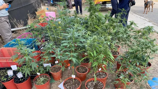 香蕉园竟种大麻!逾600株市价近3千万 警攻坚时还查到这些东西