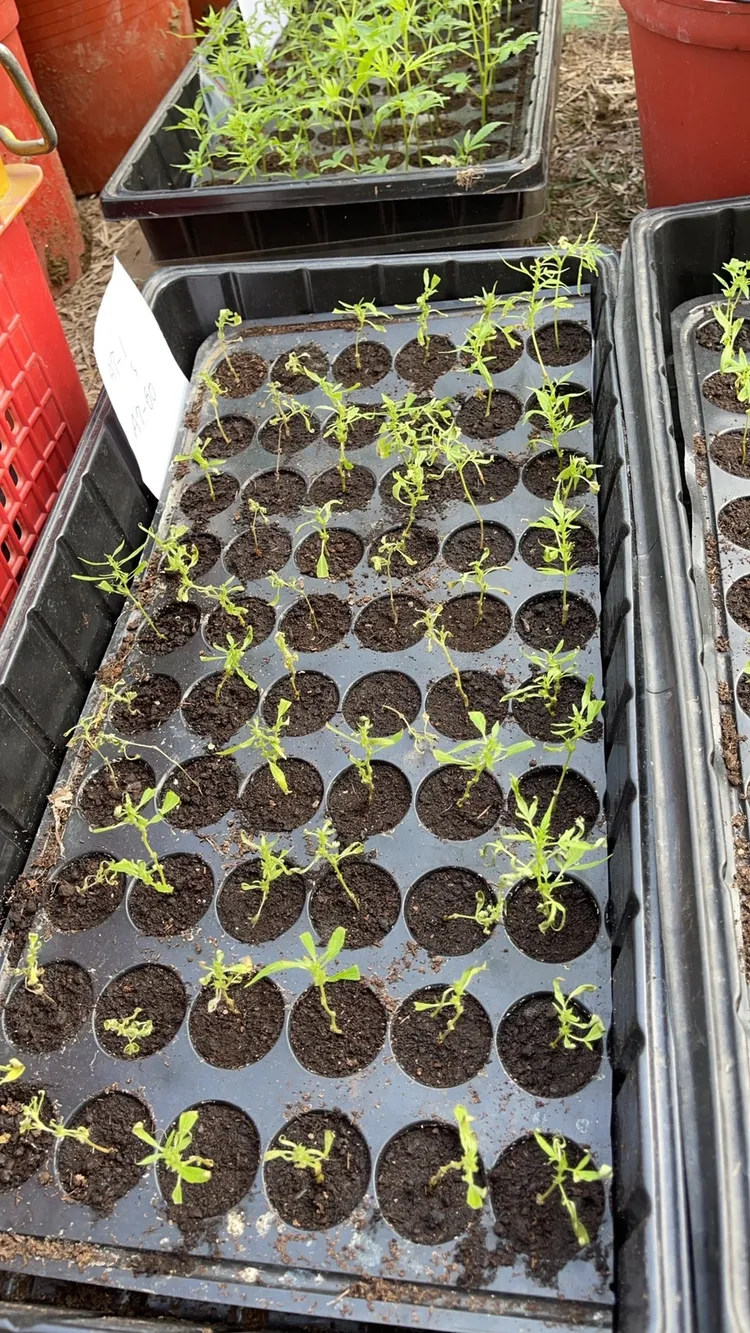 警方查獲第二級毒品大麻植株約616株。翻攝畫面