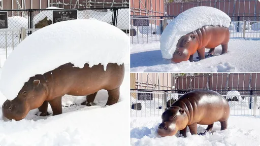 廣島動物園一場大雪 河馬秒變「握壽司」笑翻網友