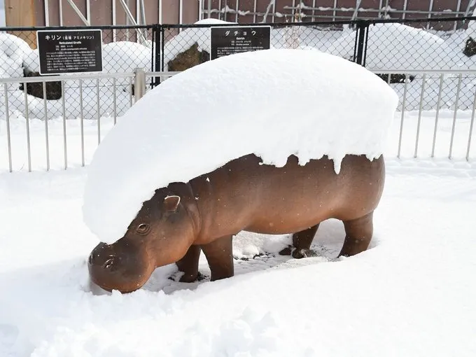 翻攝安佐動物園官方推特