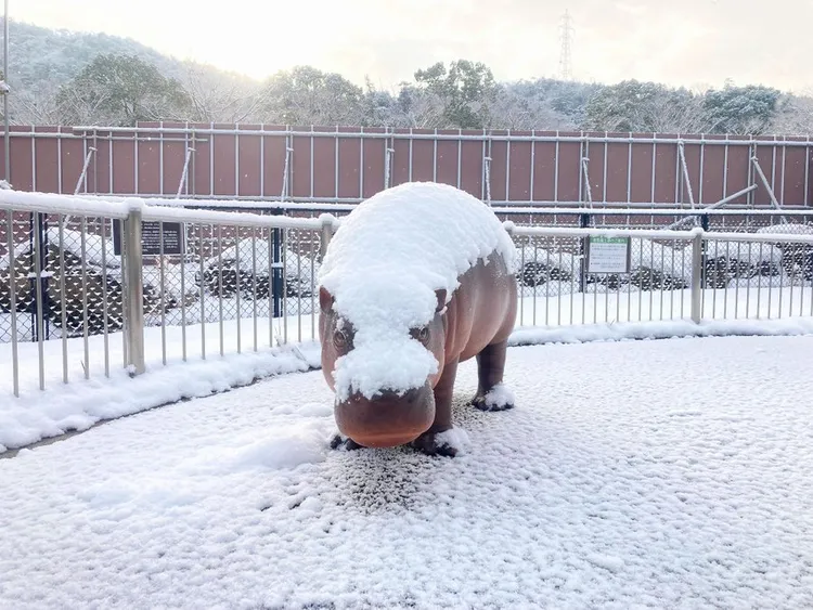 侏儒河馬變成蒙面摔角手。翻攝安佐動物園官方推特